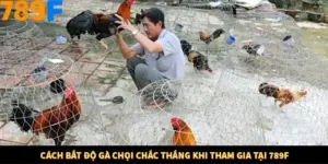 Cách Bắt Độ Gà Chọi Chắc Thắng Khi Tham Gia Tại 789F