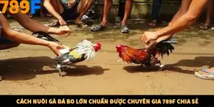 Cách Nuôi Gà Đá Bo Lớn Chuẩn Được Chuyên Gia 789F Chia Sẻ
