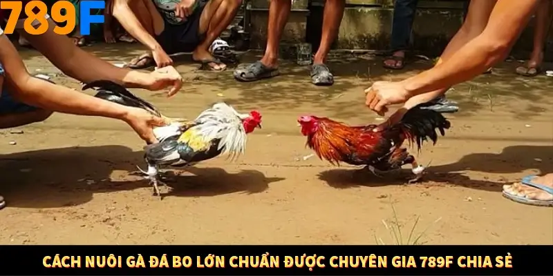 Cách Nuôi Gà Đá Bo Lớn Chuẩn Được Chuyên Gia 789F Chia Sẻ