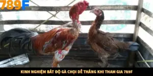 Kinh Nghiệm Bắt Độ Gà Chọi Dễ Thắng Khi Tham Gia 789F