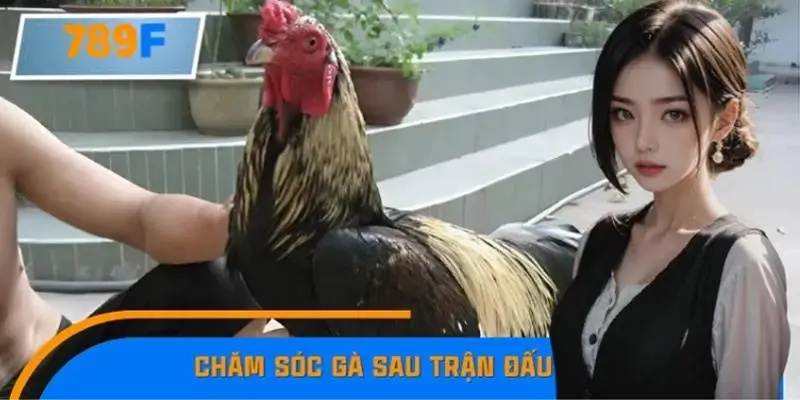 Cách Chăm Sóc Gà Sau Trận Đấu Lấy Lại Phong Độ Dễ Dàng